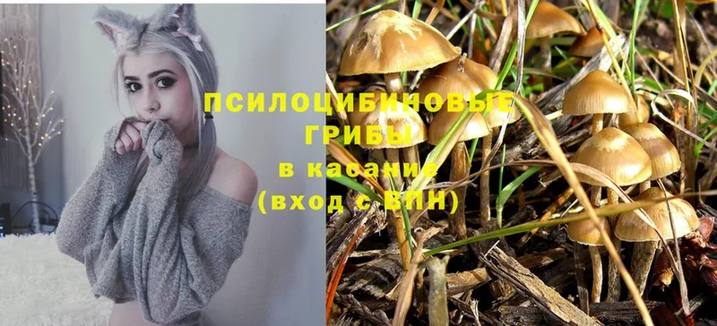 Галлюциногенные грибы Magic Shrooms  ОМГ ОМГ как зайти  Челябинск 